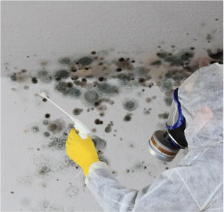 Mold Removal Service In Queens